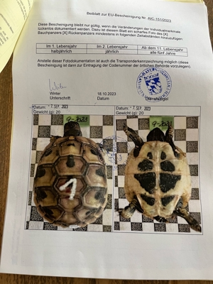 Griechische Landschildkröte Schildkröte NZ 23