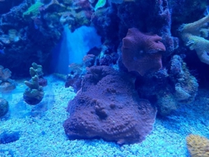 Meerwasser SPS LPS Korallen Bild 2