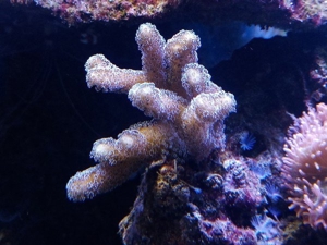 Meerwasser SPS LPS Korallen Bild 10