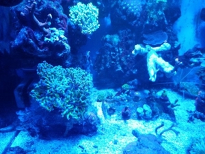 Meerwasser SPS LPS Korallen Bild 6
