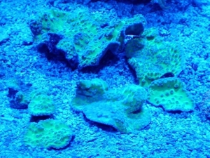 Meerwasser SPS LPS Korallen Bild 3