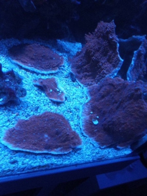 Meerwasser SPS LPS Korallen Bild 11