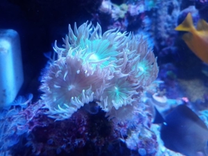 Meerwasser SPS LPS Korallen Bild 5
