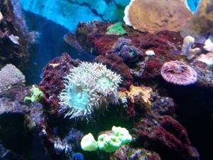 Meerwasser SPS LPS Korallen Bild 14