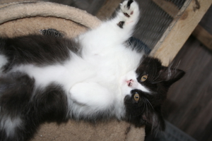 Perser-Maine Coon Kitten aus liebevoller Aufzucht Bild 2
