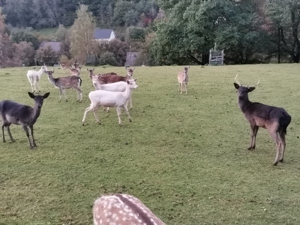 Damwild Damhirsch Bild 2