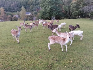 Damwild Damhirsch Bild 4