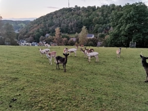 Damwild Damhirsch Bild 3