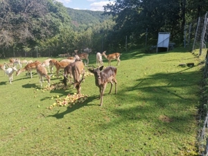 Damwild Damhirsch Bild 7