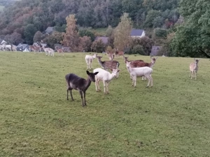 Damwild Damhirsch Bild 5