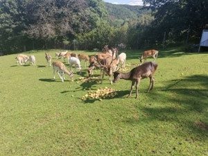 Damwild Damhirsch Bild 6