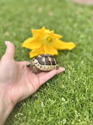 Breitrandschildkröte Testudo Marginata Griechische Schildkröten