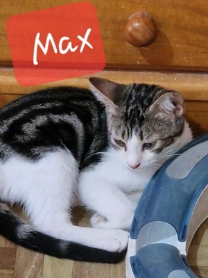 Max - süßer geht es nicht :-) Bild 10
