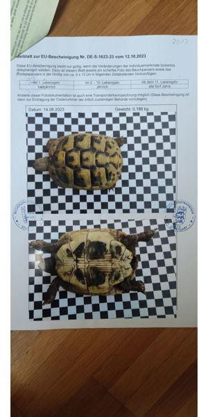 Griechische Landschildkröten Bild 3