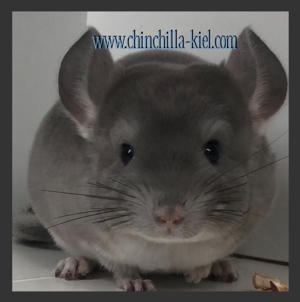 **Chinchilla Babys**