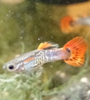 Guppy Cobra red