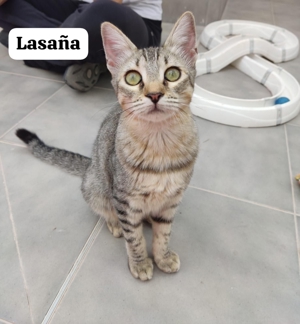 Lasana und Lutz - zauberhafte Katzengeschwister Bild 4