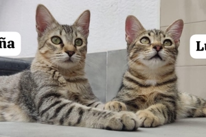 Lasana und Lutz - zauberhafte Katzengeschwister Bild 1