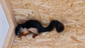 Schönhörnchen - Prevosti / Prevosti 2 x Männlich + 3 Männlich Bild 4