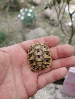 Landschildkröten zu verkaufen  Bild 13