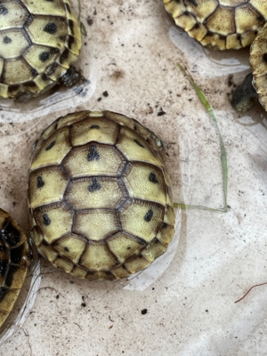 Landschildkröten zu verkaufen  Bild 20