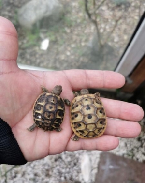 Landschildkröten zu verkaufen  Bild 14