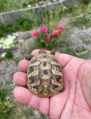 Landschildkröten zu verkaufen  Bild 18