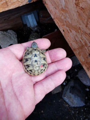Landschildkröten zu verkaufen  Bild 15