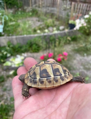 Landschildkröten zu verkaufen  Bild 16