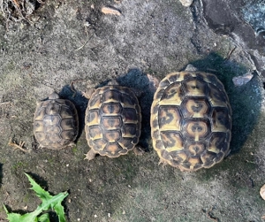 Landschildkröten zu verkaufen  Bild 9