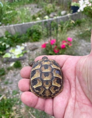Landschildkröten zu verkaufen  Bild 17