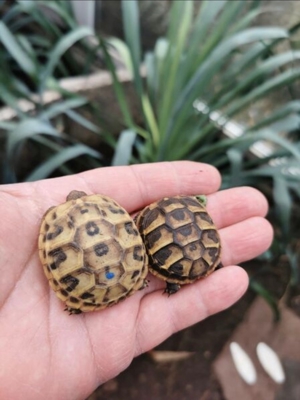 Landschildkröten zu verkaufen  Bild 10