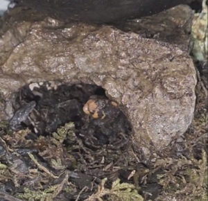 Zucht Jungtiere - Rotaugen-Buschkrokodilen (Tribolonotus gracilis) Bild 2