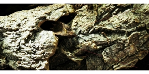 Zucht Jungtiere - Rotaugen-Buschkrokodilen (Tribolonotus gracilis) Bild 3