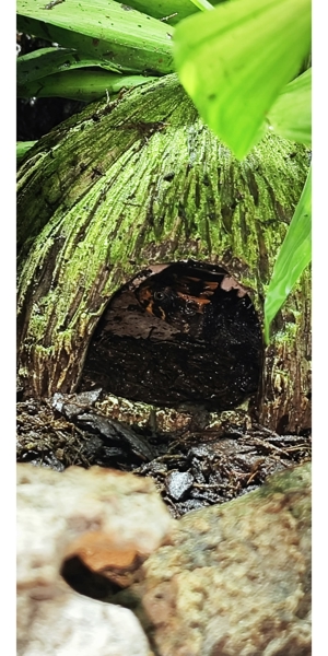 Zucht Jungtiere - Rotaugen-Buschkrokodilen (Tribolonotus gracilis) Bild 1