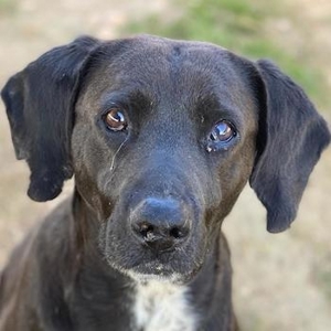 Hailey, geb ca 06/2015 lebt in GRIECHENLAND, auf einem Gelände, auf dem die Hunde versorgt werden