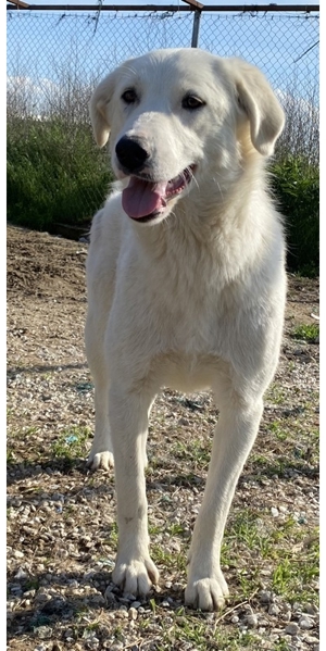 Gwendolyn, geb. ca. 04/2021, lebt in GRIECHENLAND, im städt. Tierheim Serres Bild 3