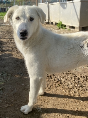 Gwendolyn, geb. ca. 04/2021, lebt in GRIECHENLAND, im städt. Tierheim Serres Bild 9
