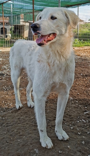 Gwendolyn, geb. ca. 04/2021, lebt in GRIECHENLAND, im städt. Tierheim Serres Bild 17