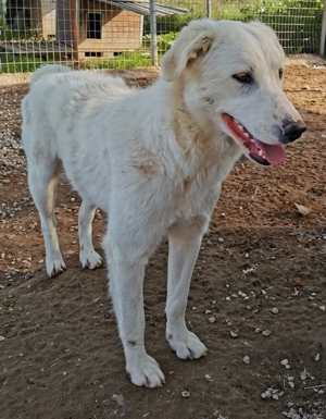 Gwendolyn, geb. ca. 04/2021, lebt in GRIECHENLAND, im städt. Tierheim Serres Bild 16
