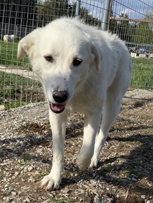 Gwendolyn, geb. ca. 04/2021, lebt in GRIECHENLAND, im städt. Tierheim Serres Bild 7