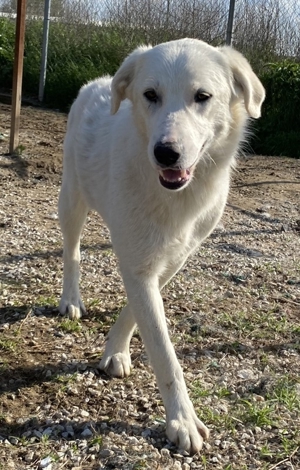 Gwendolyn, geb. ca. 04/2021, lebt in GRIECHENLAND, im städt. Tierheim Serres Bild 2