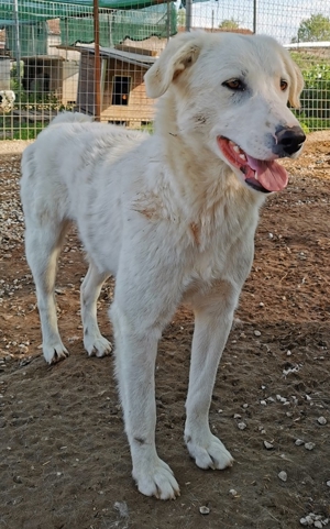 Gwendolyn, geb. ca. 04/2021, lebt in GRIECHENLAND, im städt. Tierheim Serres Bild 18