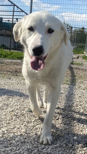 Gwendolyn, geb. ca. 04/2021, lebt in GRIECHENLAND, im städt. Tierheim Serres Bild 5