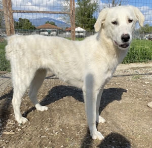 Gwendolyn, geb. ca. 04/2021, lebt in GRIECHENLAND, im städt. Tierheim Serres Bild 6