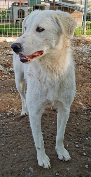 Gwendolyn, geb. ca. 04/2021, lebt in GRIECHENLAND, im städt. Tierheim Serres Bild 13