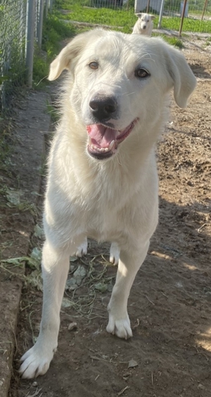 Gwendolyn, geb. ca. 04/2021, lebt in GRIECHENLAND, im städt. Tierheim Serres Bild 10