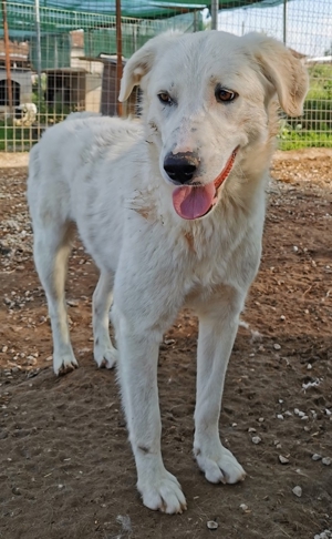 Gwendolyn, geb. ca. 04/2021, lebt in GRIECHENLAND, im städt. Tierheim Serres Bild 15