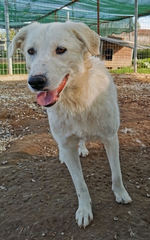 Gwendolyn, geb. ca. 04/2021, lebt in GRIECHENLAND, im städt. Tierheim Serres Bild 20