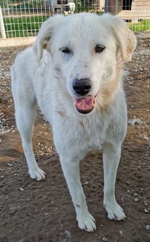 Gwendolyn, geb. ca. 04/2021, lebt in GRIECHENLAND, im städt. Tierheim Serres Bild 12